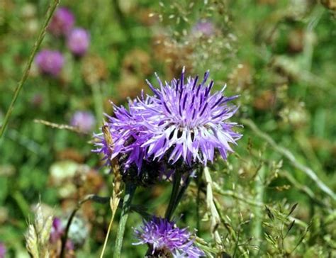 Image result for Advantages of Storing JSON Blobs in SQL vs NoSQL Database