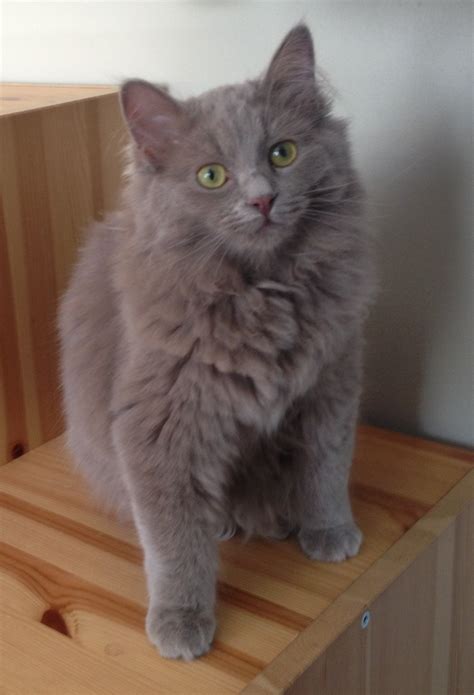 Solid Lilac - Pinkerton Ragdolls