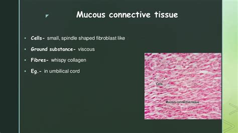 Connective Tissue Function 的图像结果