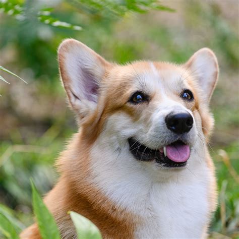 Rare Bernese Mountain-Corgi Mix Puppy Has Everyone Smitten - Parade Pets