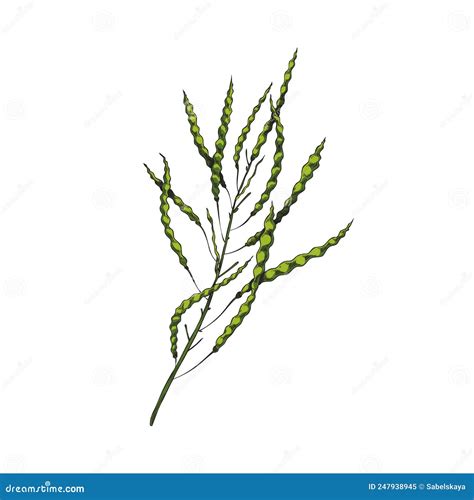 Canola Plant Branch with Ripe Seed Pods Hand Drawn Vector Illustration ...