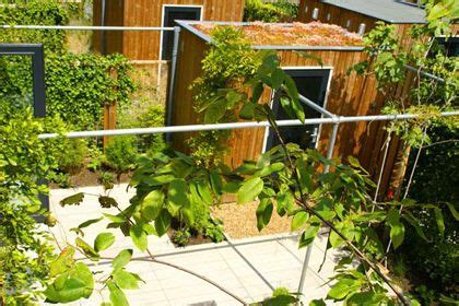 Image result for pergola druivenstruiken