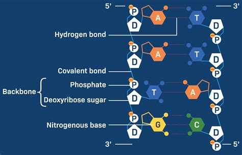 Hydrogen Bonds And Dna