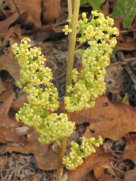 Toxicodendron Pubescens