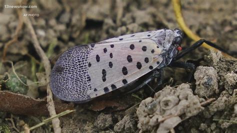 Here's how to report a spotted lanternfly sighting in Virginia | 13newsnow.com