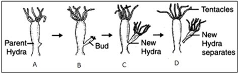 CBSE 10th Term 2 Exam 2022: : Science (Biology) Important Diagrams for ...