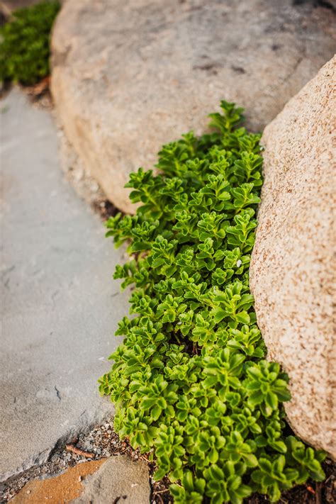 20 Deer-Resistant Groundcovers for Sun and Shade