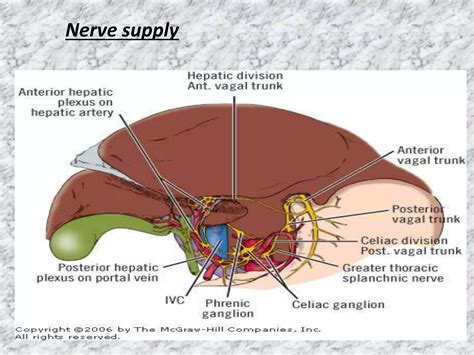 Surgical anatomy of hepatobiliary system by biswajit deka | PPTX