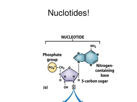 Image result for DNA Introduction
