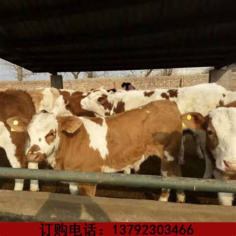 动物科学学院肉牛产业团队到松桃县开展健康养殖技术指导