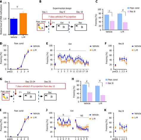 DNA methylation regulates the extinction of fear memory