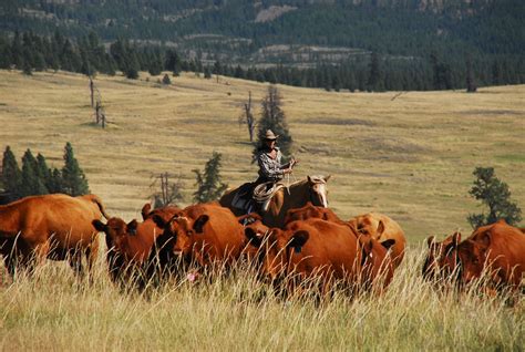 Image result for ranching