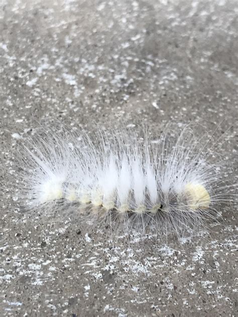 Fluffy white caterpillar : r/whatsthisbug