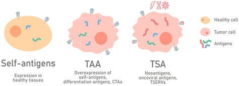 Uncovering the Tumor Antigen Landscape: What to Know about the ...