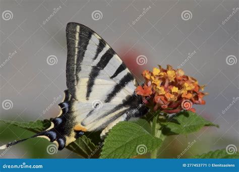 Black and White Stripy Zebra Butterfly Stock Image - Image of insect, orange: 277453771