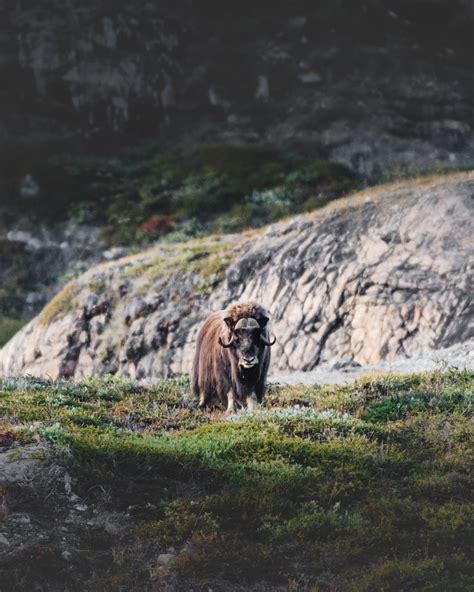 Iceland vs Greenland — Arctic Expeditions