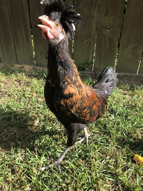 Sexing Polish Chickens... the development of the surprise Rooster ...