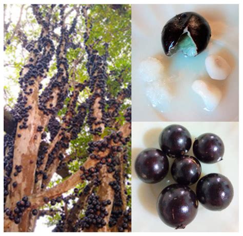 Polyphenols in Jabuticaba (Plinia spp.) Peel Flours: Extraction and ...