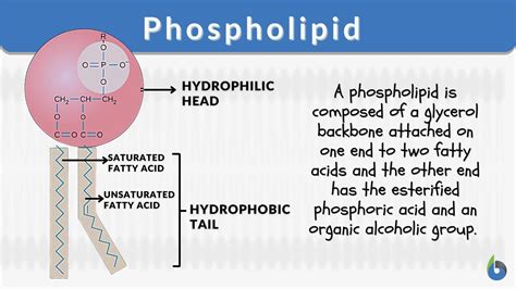 Diagram Of Phospholipids Structure 3.5: Lipid Molecules