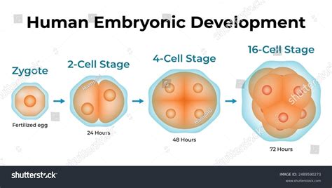 Image result for Embryonic Development Crash Course