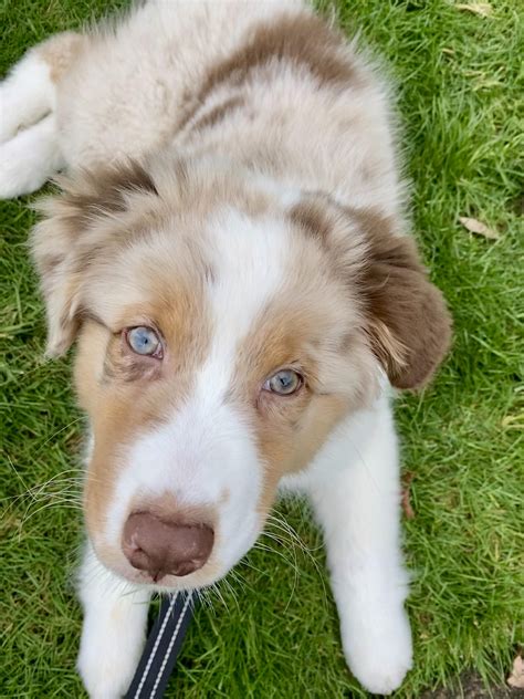 Red Tri Australian Shepherd