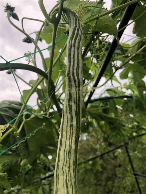 Image result for Python Snake Bean Seeds