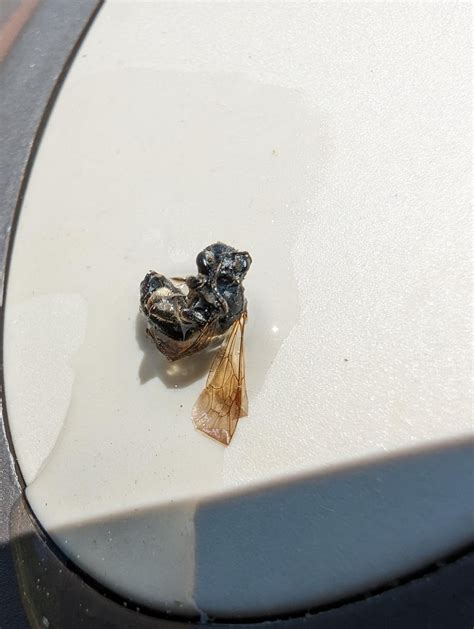 Help: This insect is attracted to the pool. Can't identify and would like tips on how to deal ...