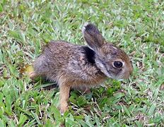 Image result for Spring Animals Bunnies