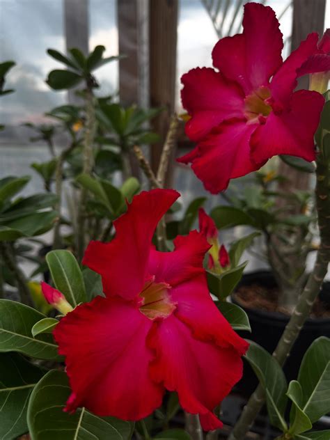 Pensacola Seed & Garden North (@pensacolaseedandgardennorth ...