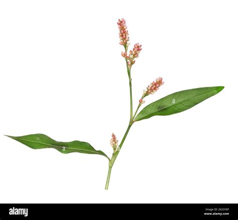 Redshank - Persicaria maculosa Stock Photo - Alamy
