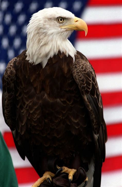 Things That Came From America's 的图像结果