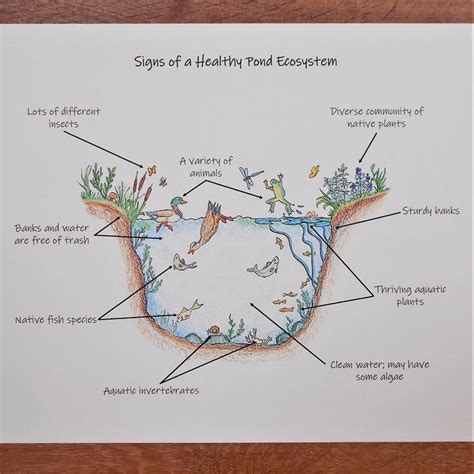 Ecosystem Drawing 的图像结果