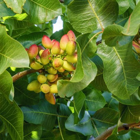 Where do they grow pistachios, everything you need to know - kouroshfoods