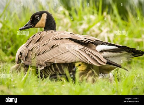 Canada Goose chicks hide under their mother's wings for warmth and ...
