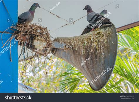 9,969 Pigeon on nest Images, Stock Photos & Vectors | Shutterstock