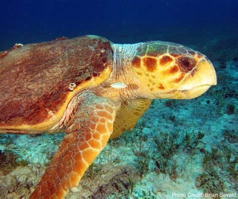 Loggerhead Turtle 的图像结果