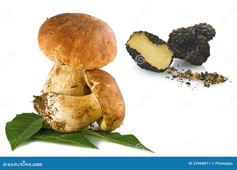 Mushroom and truffles stock image. Image of horizontal - 23968811