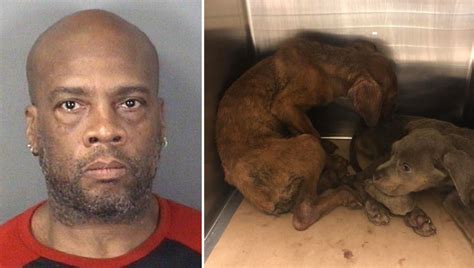 52 dogs rescued from ‘hoarding horror’ at Trenton home | FOX 29 ...