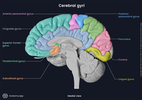 Brain Anatomy App Brain | Anatomy.app