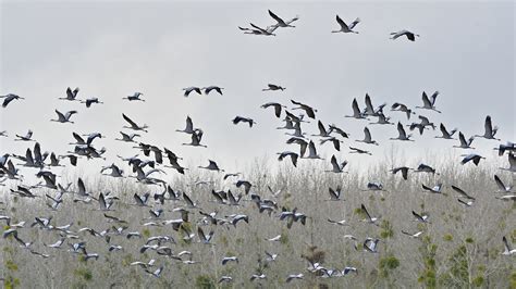 Migration of cranes | BirdForum
