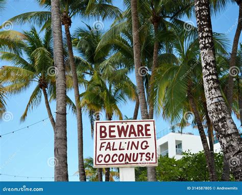 Beware of Falling Coconuts from Coconut Palm Trees Stock Image - Image of risk, beware: 314587805