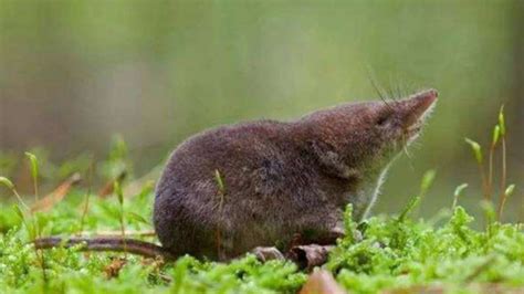 尖嘴老鼠是什么品种-农百科