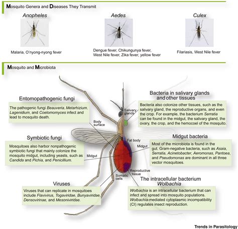 Mosquito Microbiota and Implications for Disease Control: Trends in Parasitology