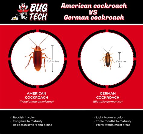 German Roach vs American Roach | Identify, Prevent, & Eliminate