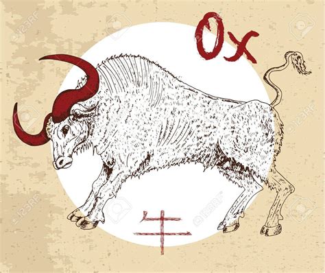 Ox Drawing at GetDrawings | Free download