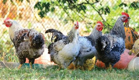 Image result for Chicken Farming Tips