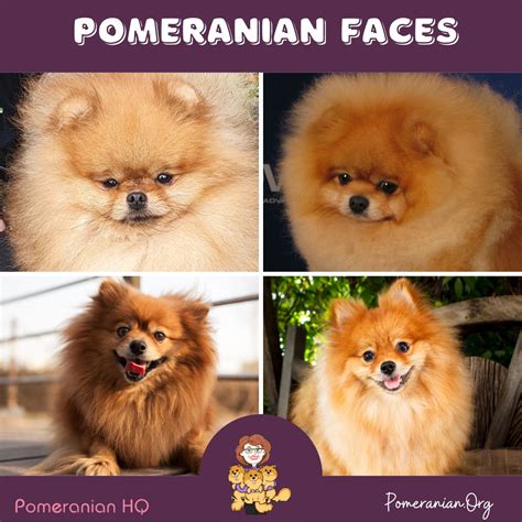 Pomeranian Faces. Teddy Bear Pomeranian, Baby Doll Pomeranian or Fox ...