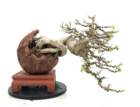 25+ Incredible Types of Bonsai Trees You Must Know! – Abana Homes
