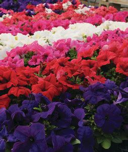 Paudha Petunia Grandiflora Mix Seed Price in India - Buy Paudha Petunia ...