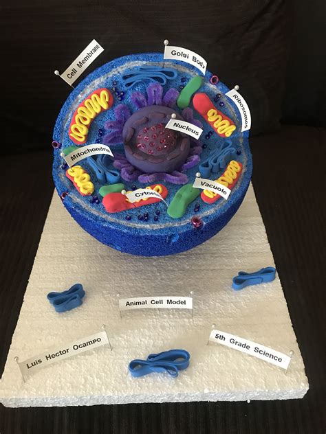 Animal Cell Model Project 的图像结果
